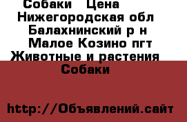 Собаки › Цена ­ 100 - Нижегородская обл., Балахнинский р-н, Малое Козино пгт Животные и растения » Собаки   